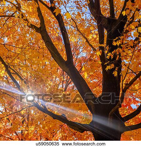 Tree with autumn leaves View Large Photo Image Stock Photography - Tree with autumn leaves. Fotosearch