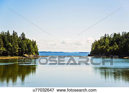 Stock Photo - Trees reflecting on sea surface. Fotosearch