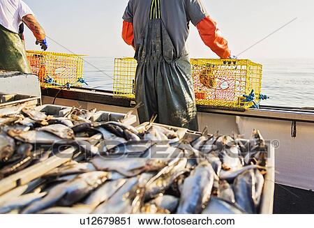 Two fishermen throwing lobster traps View Large Photo Image Stock Image - Two fishermen throwing lobster traps. Fotosearch