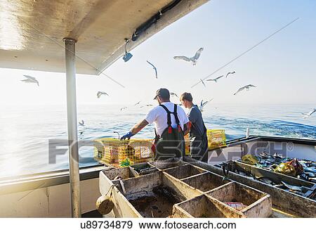 Two fishermen throwing lobster traps View Large Photo Image Stock Photo - Two fishermen throwing lobster traps. Fotosearch