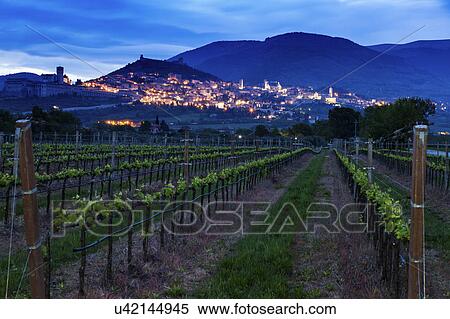 Stock Photography - Vineyard with town in background at dusk. Fotosearch