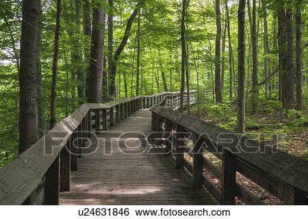 Wooden footbridge in forest View Large Photo Image Stock Photograph - Wooden footbridge in forest. Fotosearch