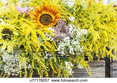 Yellow flowers in bloom View Large Photo Image Stock Photo - Yellow flowers in bloom. Fotosearch