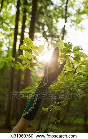 Stock Image - Arm of mature woman wearing jewelled evening glove reaching up touching leaves on tree. Fotosearch