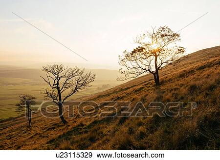 Bare trees on hillside, Mam Tor, Peak District, Derbyshire, England, UK View Large Photo Image Stock Photo - Bare trees on hillside, Mam Tor, Peak District, Derbyshire, England, UK. Fotosearch