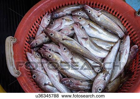 Stock Photo - Basket of freshly caught Whiting fish, Merlangius merlangus, on trawler. Fotosearch