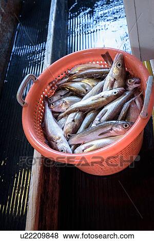 Basket of sorted fresh fish on trawler View Large Photo Image Stock Photo - Basket of sorted fresh fish on trawler. Fotosearch