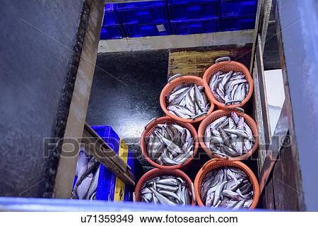 Stock Photo - Baskets of fish in fishing trawler hold. Fotosearch