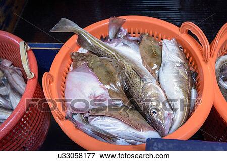 Baskets of freshly caught assorted fish on trawler View Large Photo Image Stock Photo - Baskets of freshly caught assorted fish on trawler. Fotosearch