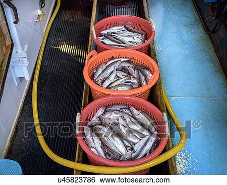 Baskets of freshly caught fish on trawler View Large Photo Image Stock Photograph - Baskets of freshly caught fish on trawler. Fotosearch