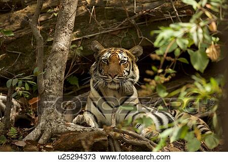 Stock Image - Bengal Tiger (Panthera tigris tigris), Satpura National Park, Madhya Pradesh, India. Fotosearch