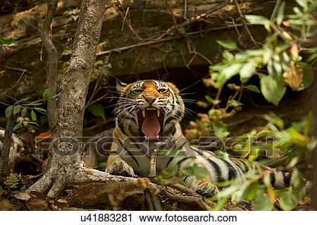 Bengal Tiger (Panthera tigris tigris), Satpura National Park, Madhya Pradesh, India View Large Photo Image Stock Image - Bengal Tiger (Panthera tigris tigris), Satpura National Park, Madhya Pradesh, India. Fotosearch