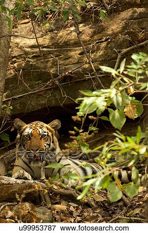 Stock Photo - Bengal Tiger (Panthera tigris tigris), Satpura National Park, Madhya Pradesh, India. Fotosearch