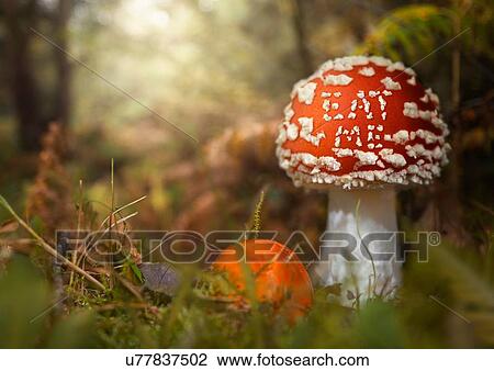 Close up of fly agaric mushroom, Coombe Valley, UK View Large Photo Image Stock Image - Close up of fly agaric mushroom, Coombe Valley, UK. Fotosearch