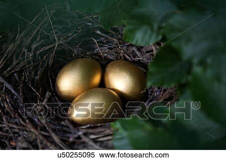 Close up of three golden eggs in birds nest View Large Photo Image Stock Photography - Close up of three golden eggs in birds nest. Fotosearch