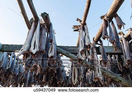 Cod fish drying on rack, Hamnoy, Lofoten Islands, Norway View Large Photo Image Stock Photo - Cod fish drying on rack, Hamnoy, Lofoten Islands, Norway. Fotosearch