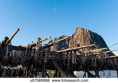 Stock Photo - Cod fish drying on racks, Hamnoy, Lofoten Islands, Norway. Fotosearch