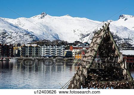 Cod fish drying on waterfront rack, Svolvaer, Lofoten Islands, Norway View Large Photo Image Stock Photograph - Cod fish drying on waterfront rack, Svolvaer, Lofoten Islands, Norway. Fotosearch