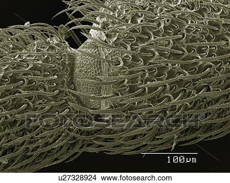 Picture - Coloured SEM of antenna of beetle (Cupedidae). Fotosearch