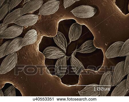 Stock Image - Coloured SEM of antenna of beetle (Cupedidae). Fotosearch
