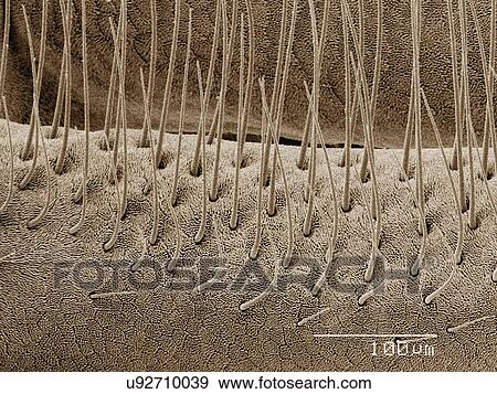 Coloured SEM of antenna of sand fly (Ceratopogonidae) View Large Photo Image Stock Photo - Coloured SEM of antenna of sand fly (Ceratopogonidae). Fotosearch