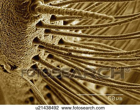 Coloured SEM of antenna of silk moth (Saturnidae) View Large Photo Image Stock Image - Coloured SEM of antenna of silk moth (Saturnidae). Fotosearch