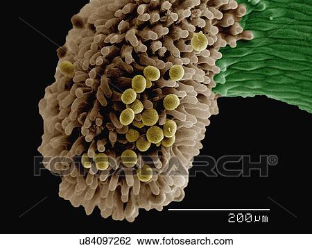 Stock Image - Coloured SEM of anther of Hellborus sp. Fotosearch