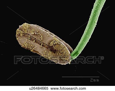 Stock Photography - Coloured SEM of anther of Hellborus sp. Fotosearch