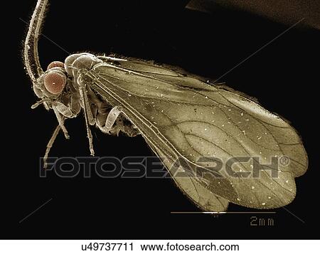 Stock Image - Coloured SEM of bark louse (Psocoptera). Fotosearch