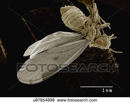 Stock Photo - Coloured SEM of bark louse (Psocoptera). Fotosearch