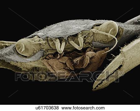 Stock Photo - Coloured SEM of blue crab. Fotosearch