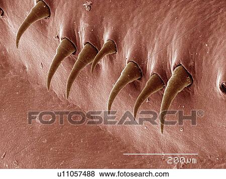 Stock Photo - Coloured SEM of body surface of crayfish. Fotosearch