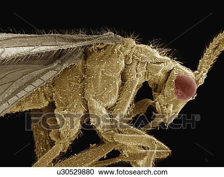 Stock Image - Coloured SEM of brown lacewing (Hemerobiidae). Fotosearch