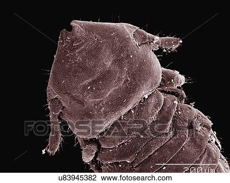Stock Image - Coloured SEM of Cat louse (Pediculosis). Fotosearch