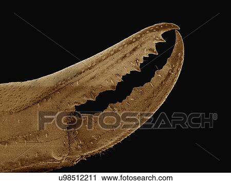Stock Image - Coloured SEM of claw of blue crab. Fotosearch