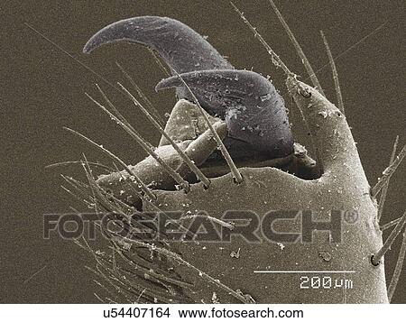 Picture - Coloured SEM of claw of scorpion (Vaejovis sp). Fotosearch