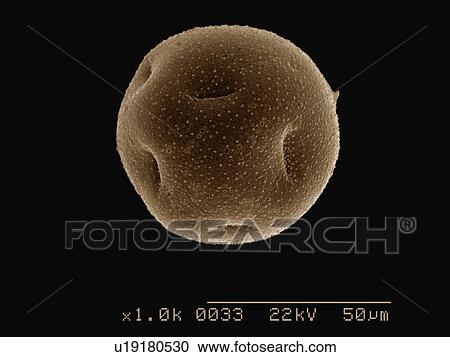 Stock Image - Coloured SEM of Daffodil pollen. Fotosearch