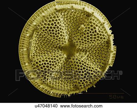 Coloured SEM of Diatom shell View Large Photo Image Stock Image - Coloured SEM of Diatom shell. Fotosearch