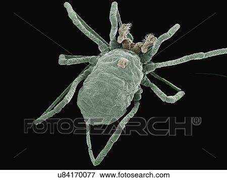 Stock Photo - Coloured SEM of dragonfly nymph. Fotosearch