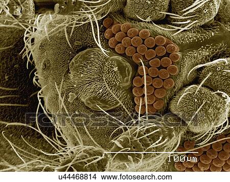 Picture - Coloured SEM of eye of sand fly (Ceratopogonidae). Fotosearch