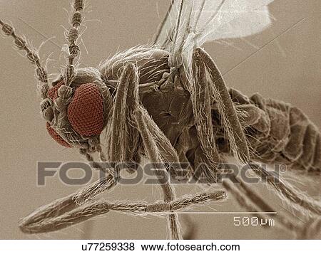 Stock Photo - Coloured SEM of eye of sand fly (Ceratopogonidae). Fotosearch