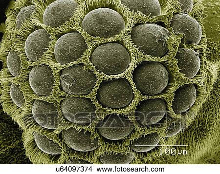 Picture - Coloured SEM of eye of twisted wing parasite (Strepsiptera). Fotosearch