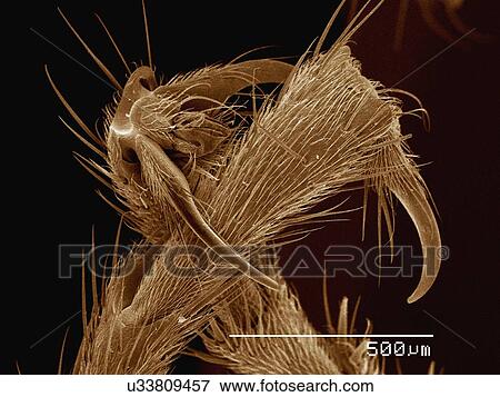Stock Photo - Coloured SEM of feet of army ant. Fotosearch