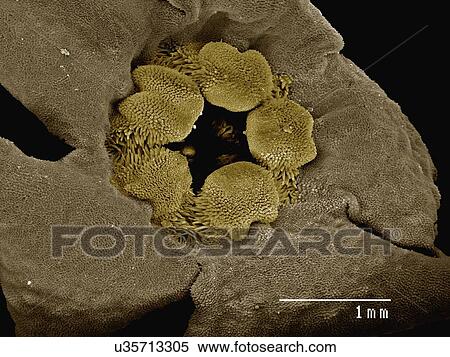 Coloured SEM of flower of Bruneria sp View Large Photo Image Stock Photography - Coloured SEM of flower of Bruneria sp. Fotosearch
