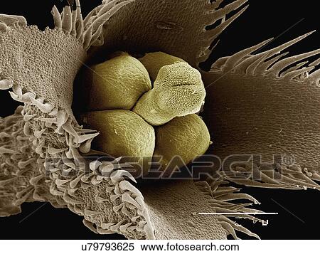 Stock Photography - Coloured SEM of flower of Bruneria sp. Fotosearch