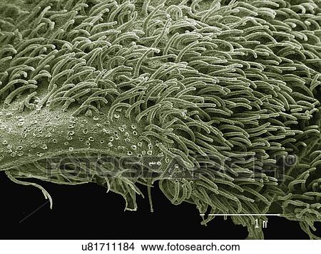 Picture - Coloured SEM of flower of Canadian ginger plant. Fotosearch