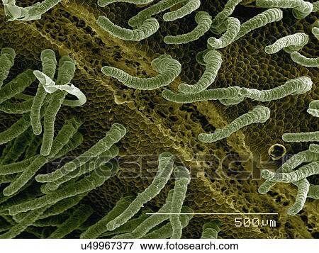 Stock Photo - Coloured SEM of flower of Canadian ginger plant. Fotosearch