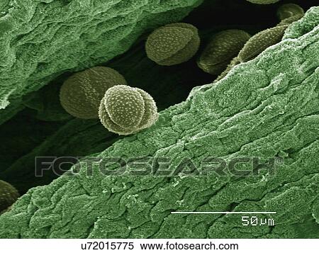 Stock Photography - Coloured SEM of flower of false rue anemone (Enemion sp). Fotosearch