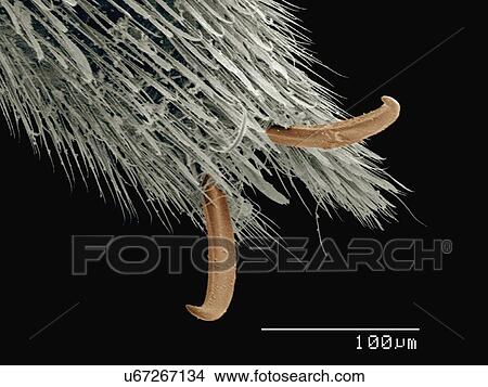 Picture - Coloured SEM of foot of water strider (Gerridae). Fotosearch
