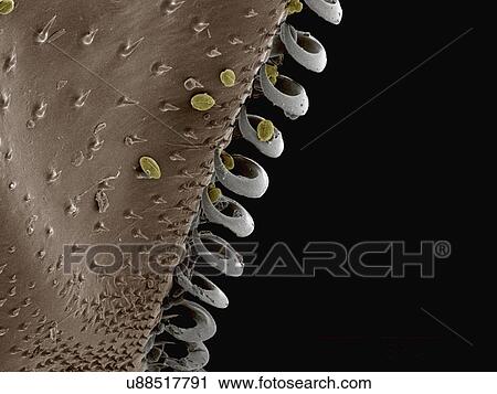 Coloured SEM of hamuli on wing of bumblebee (Apidae) View Large Photo Image Stock Image - Coloured SEM of hamuli on wing of bumblebee (Apidae). Fotosearch